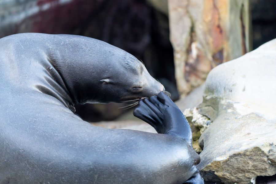 California Sea Lion grooming
