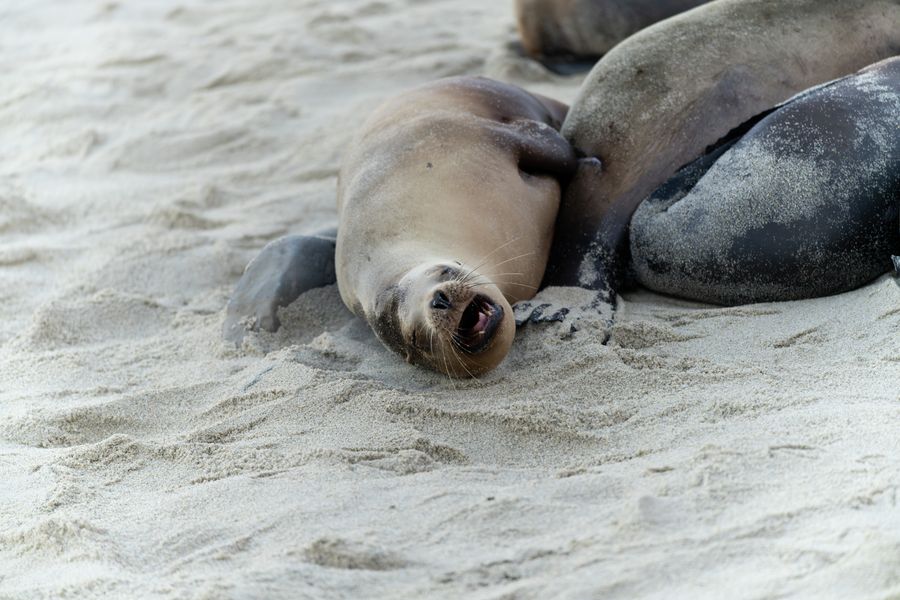 California Sea Lion pup calling