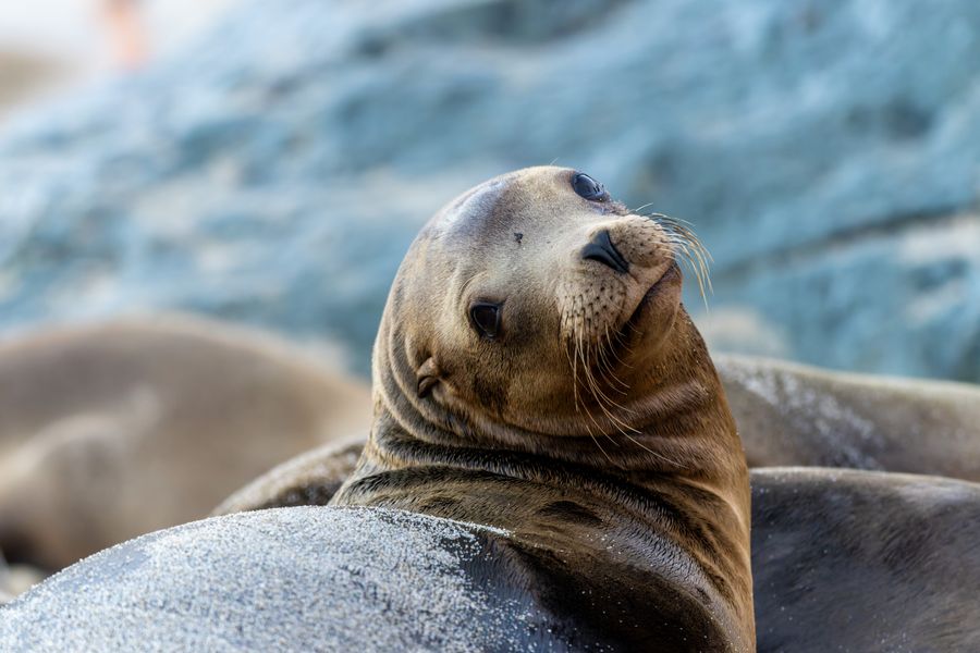 California Sea Lion