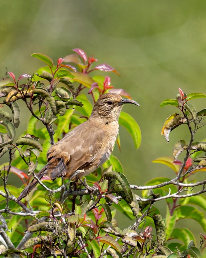 California Thrasher