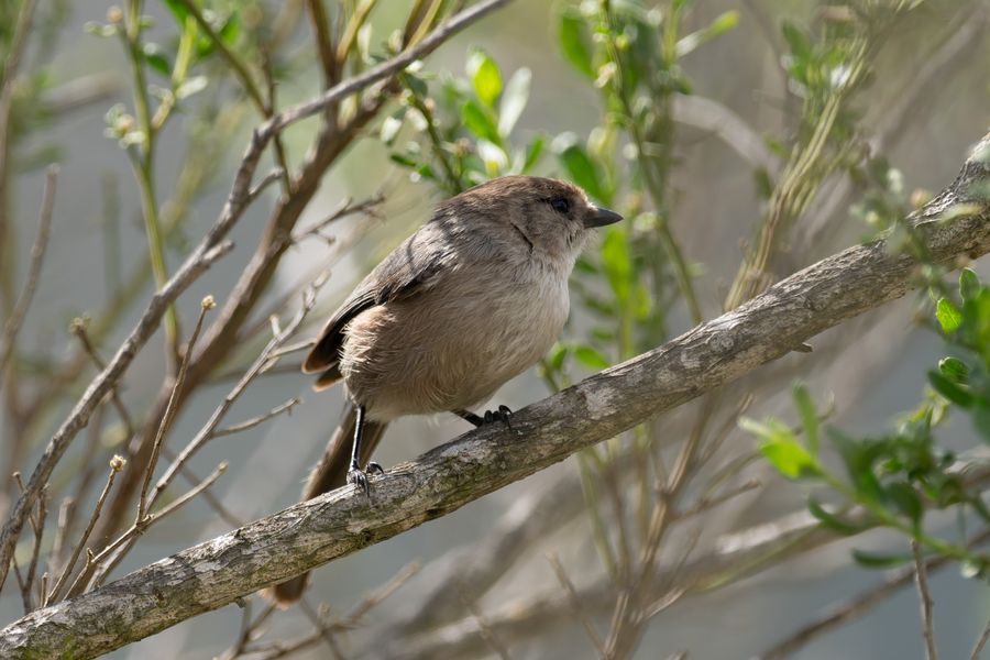 California Towhee