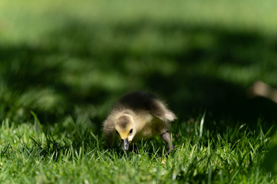 Canada Goose gosling on the grass