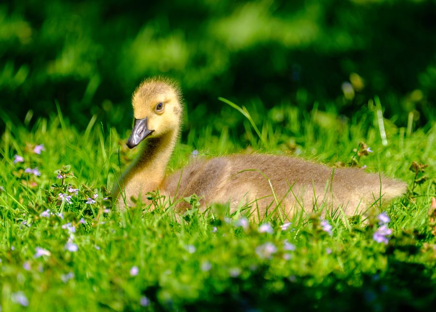 Canada Goose gosling