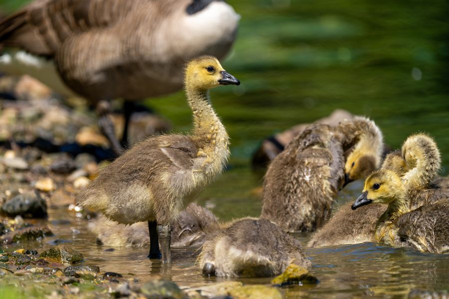 Canada Goose goslings with a parent