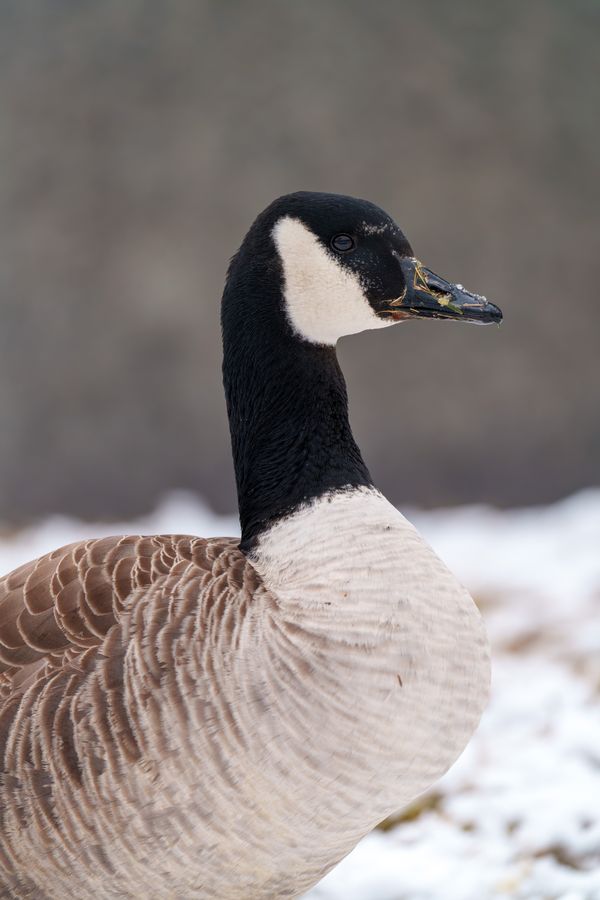 Canada Goose, portrait