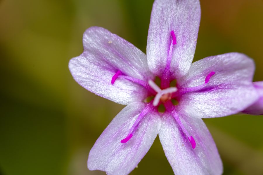 Candyflower