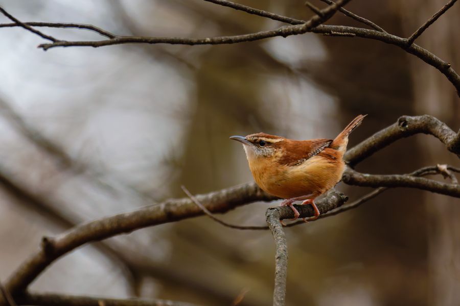 Carolina Wren, in full song