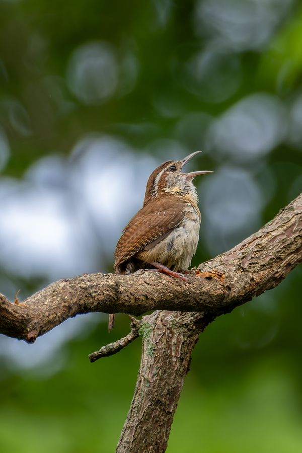 Carolina Wren, singing