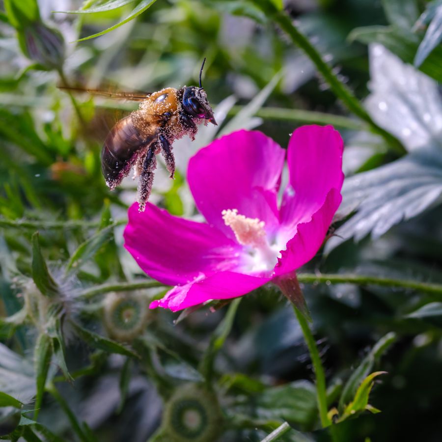 Carpenter bee in flight