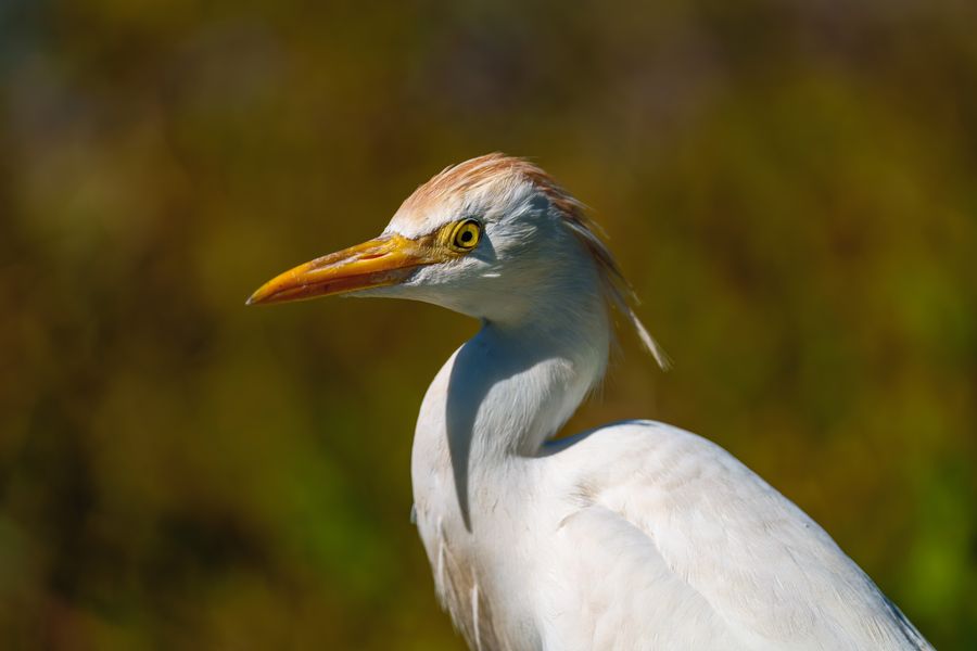 Cattle Egret, close portrait