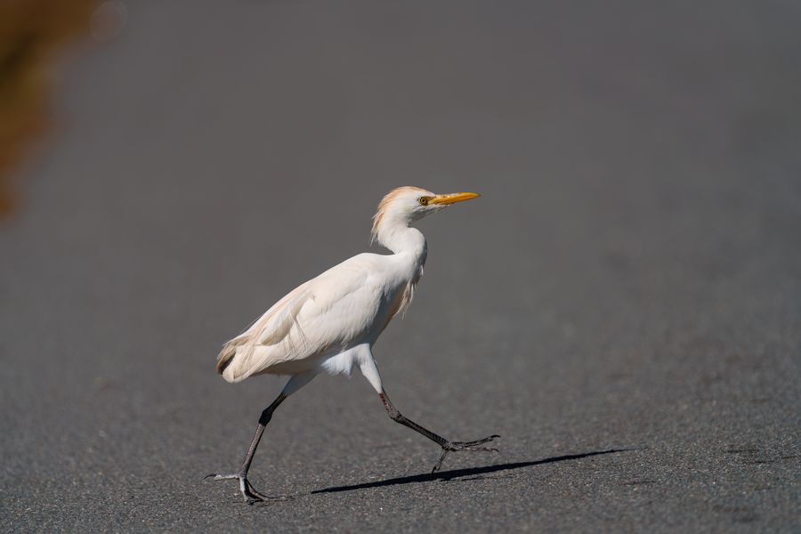 Cattle Egret in breeding plumage