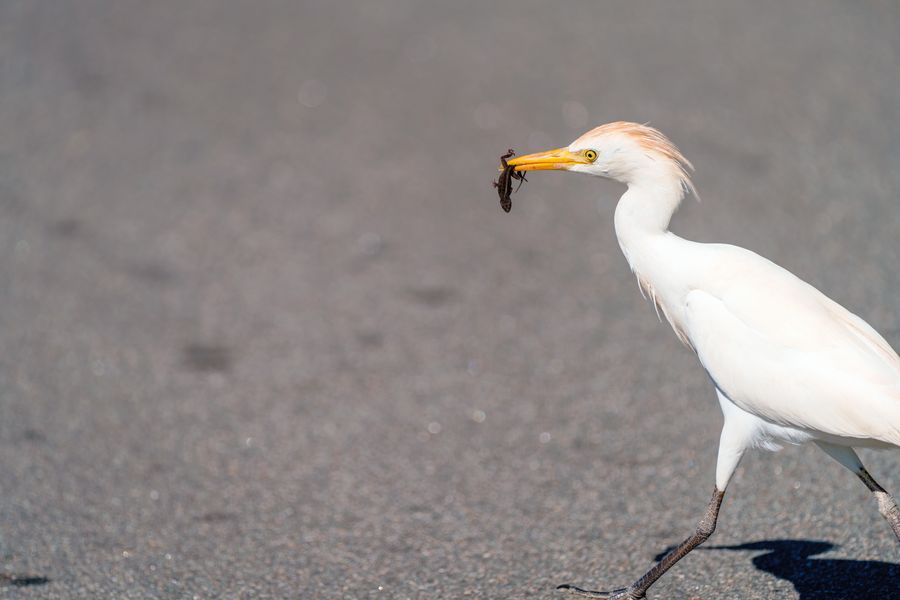 Cattle Egret with an anole