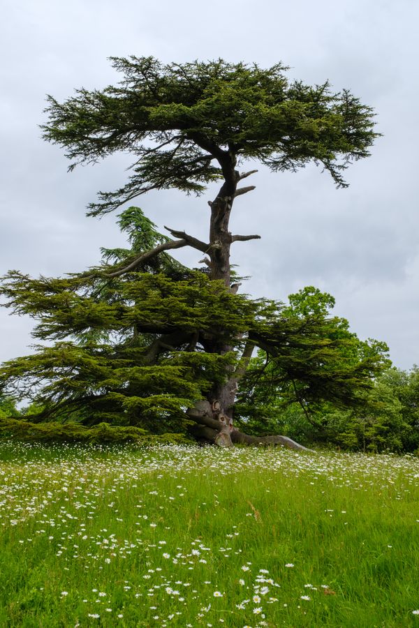 Cedar of Lebanon