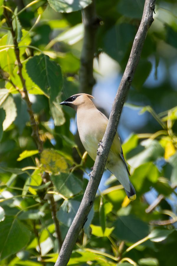 Cedar Waxwing