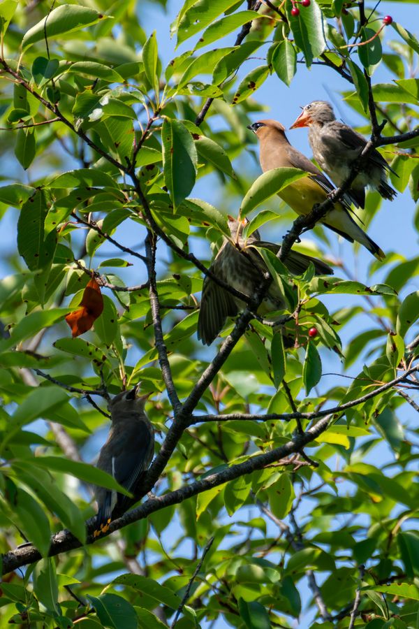 Cedar Waxwings and a fledgling