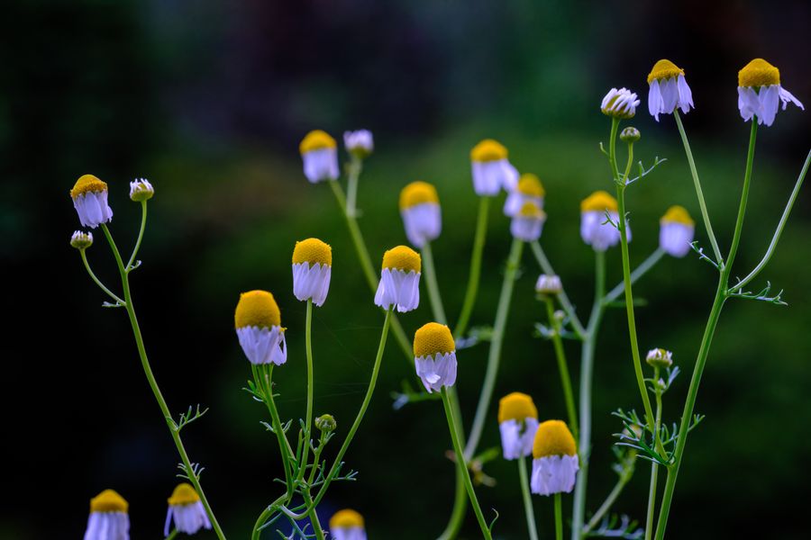 Chamomile