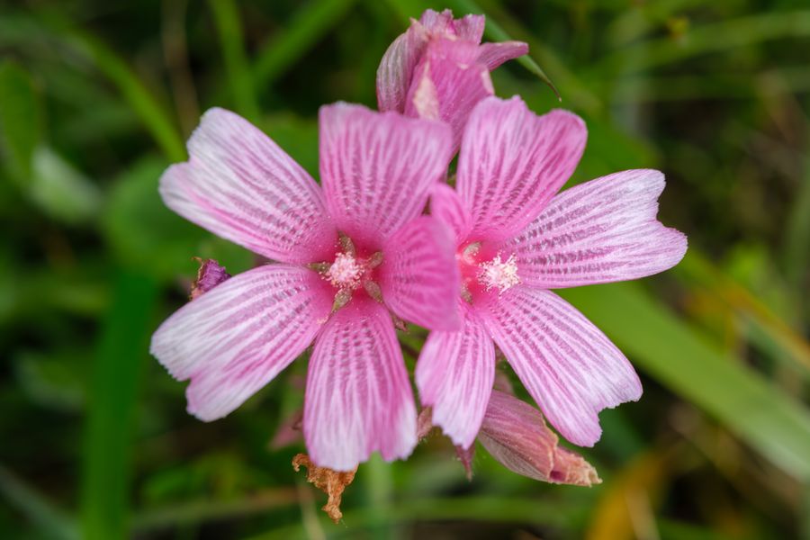 Checkerbloom