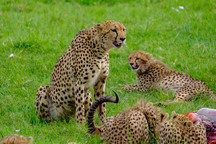 Cheetah