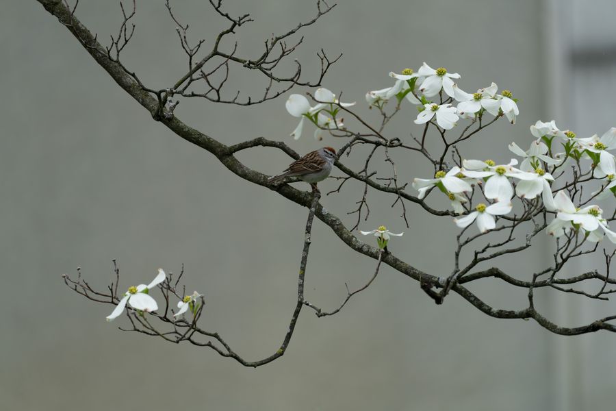 Chipping Sparrow in dogwood