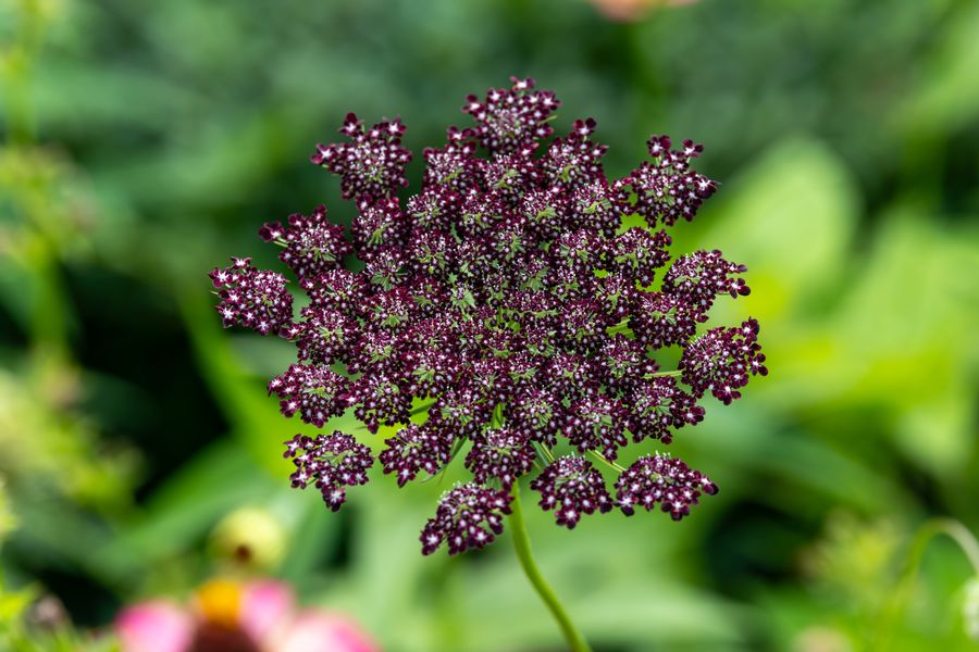 Chocolate lace flower