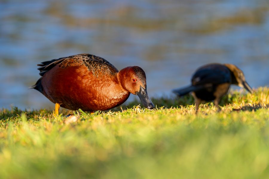 Cinnamon Teal, male