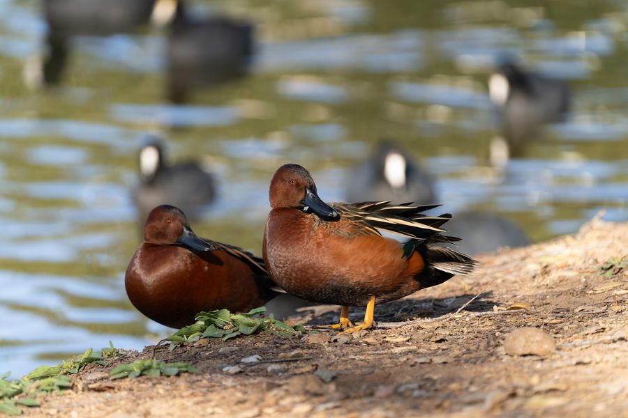Cinnamon Teal, pair