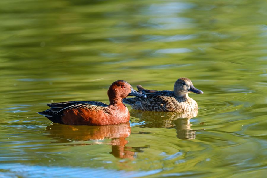 Cinnamon Teal, pair