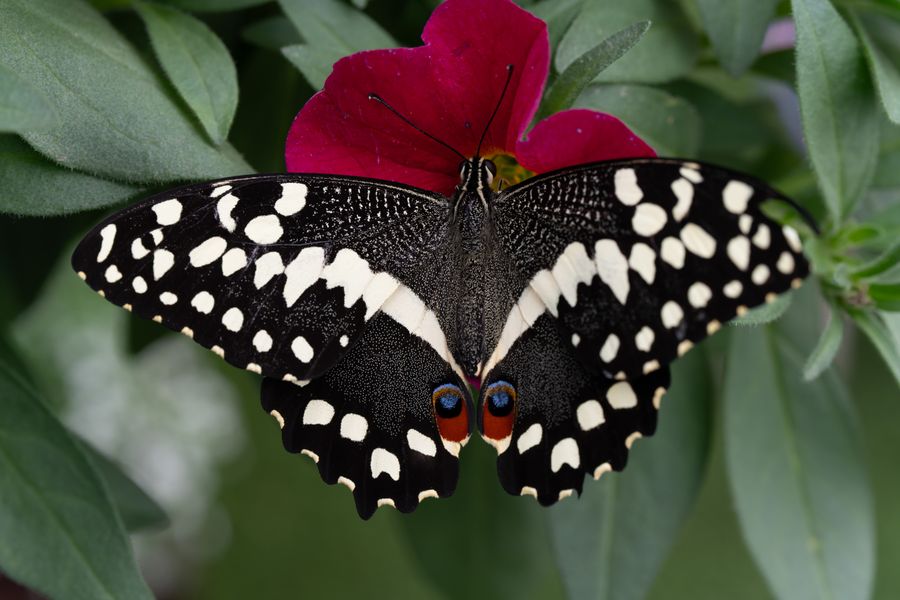 Citrus Swallowtail
