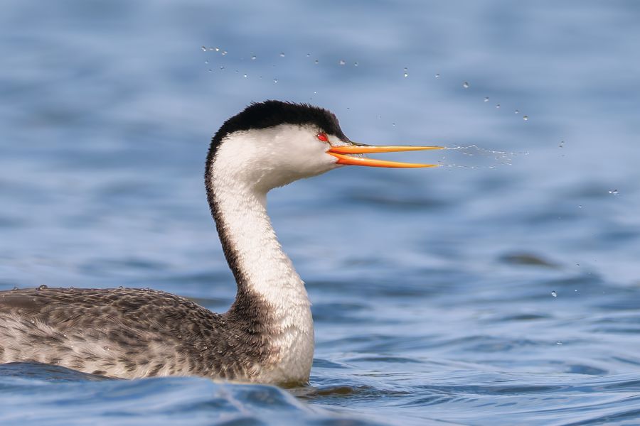 Clark's Grebe