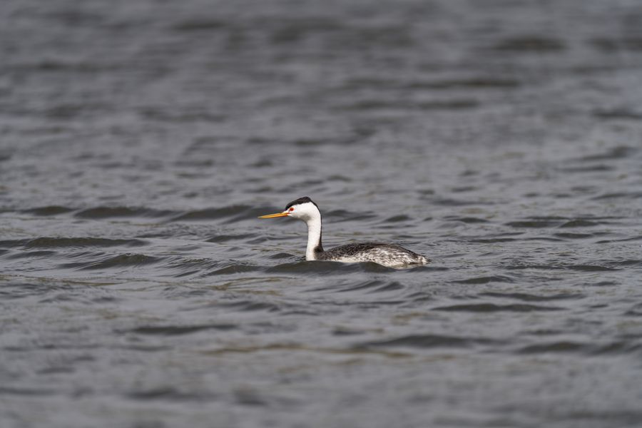 Clark's Grebe