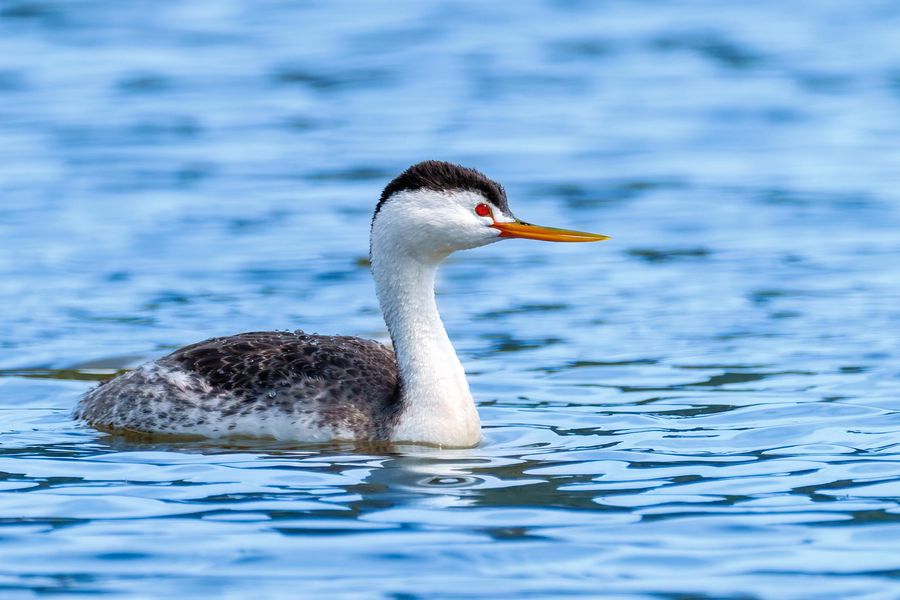 Clark's Grebe, closer