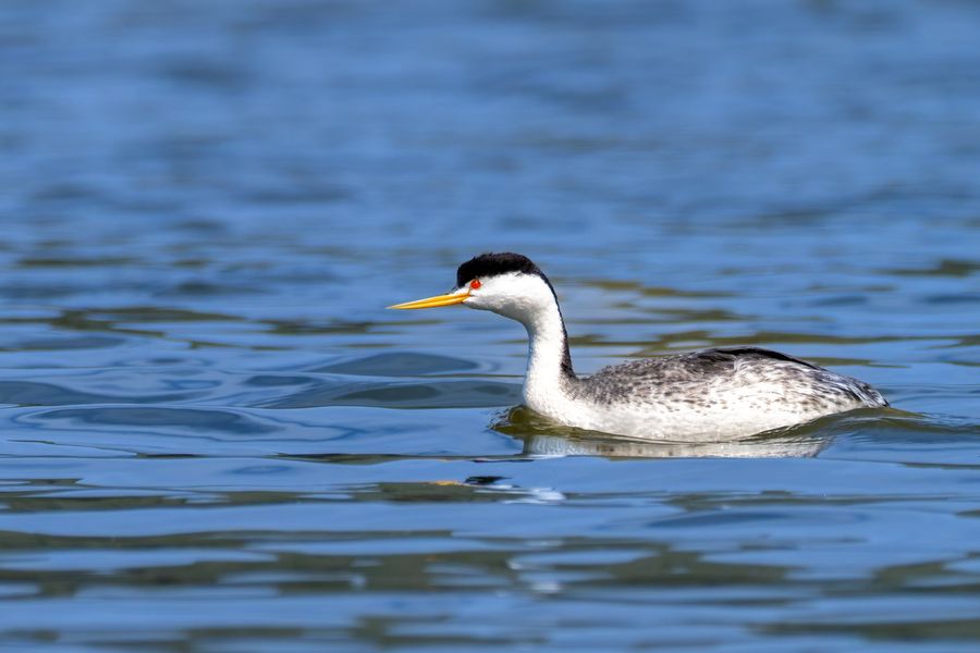 Clark's Grebe