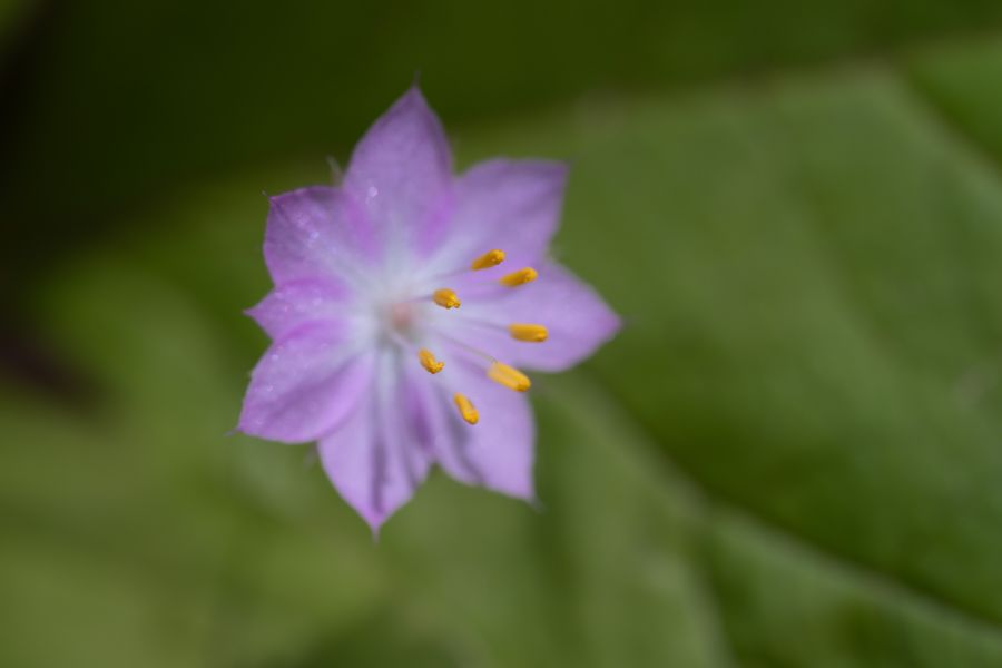 Coast Fawn Lily