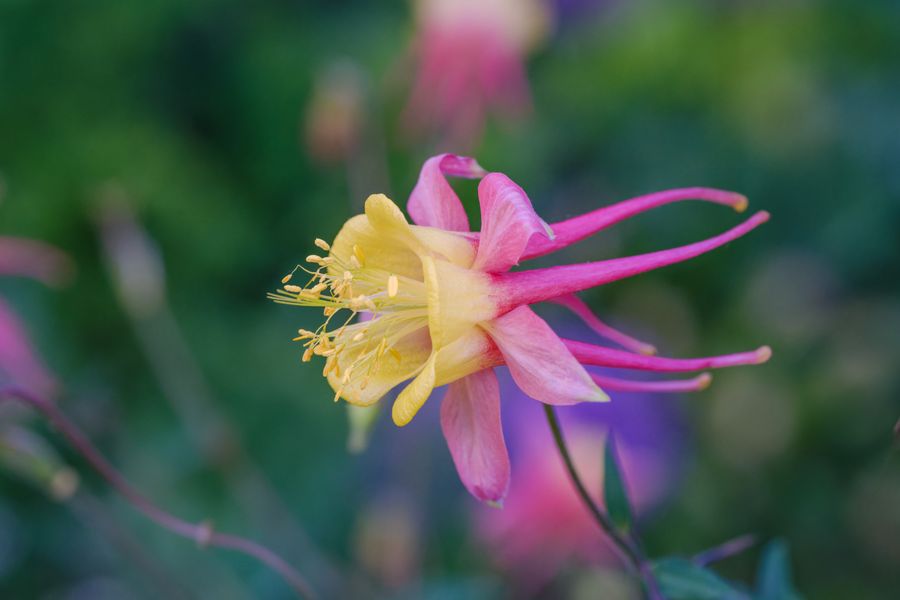 Columbine