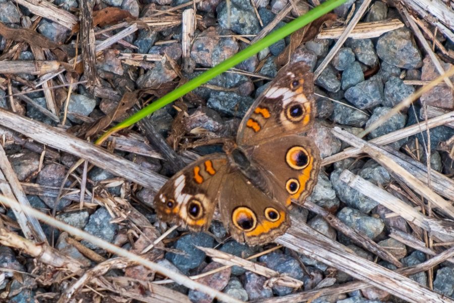 Common Buckeye