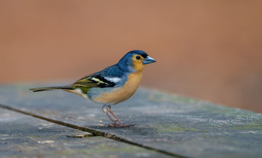 Common Chaffinch, Canary Islands form