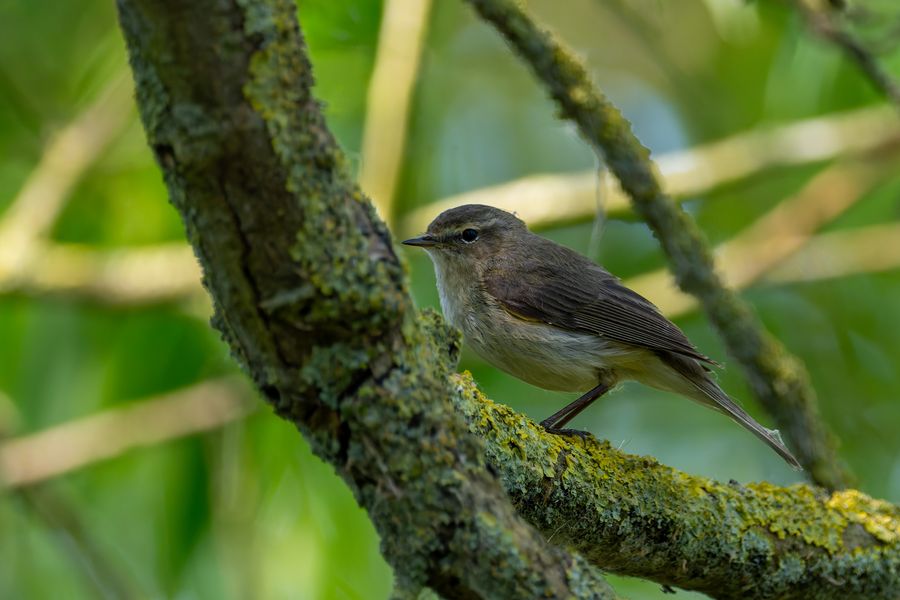Common Chiffchaff