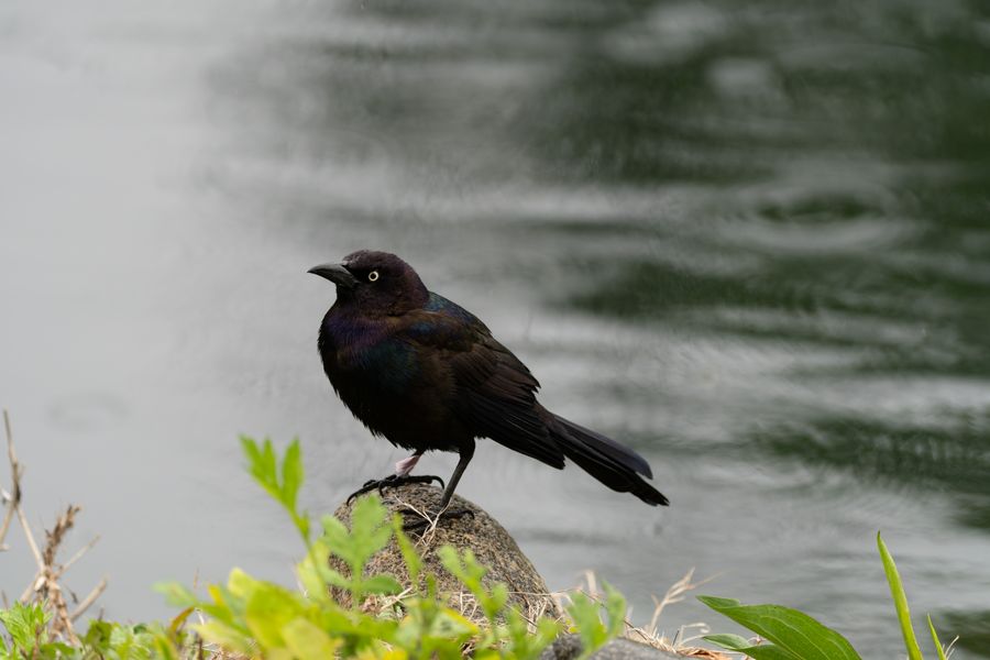 Common Grackle