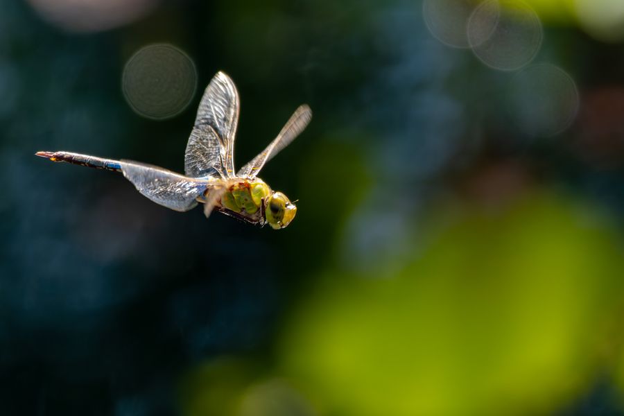 Common Green Darner, banking