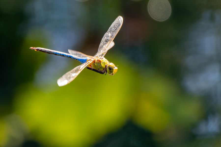 Common Green Darner in flight