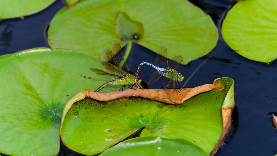 Common Green Darner