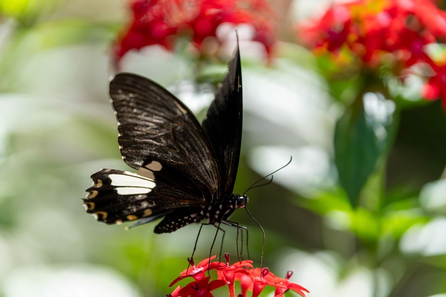 Common Mormon, a swallowtail
