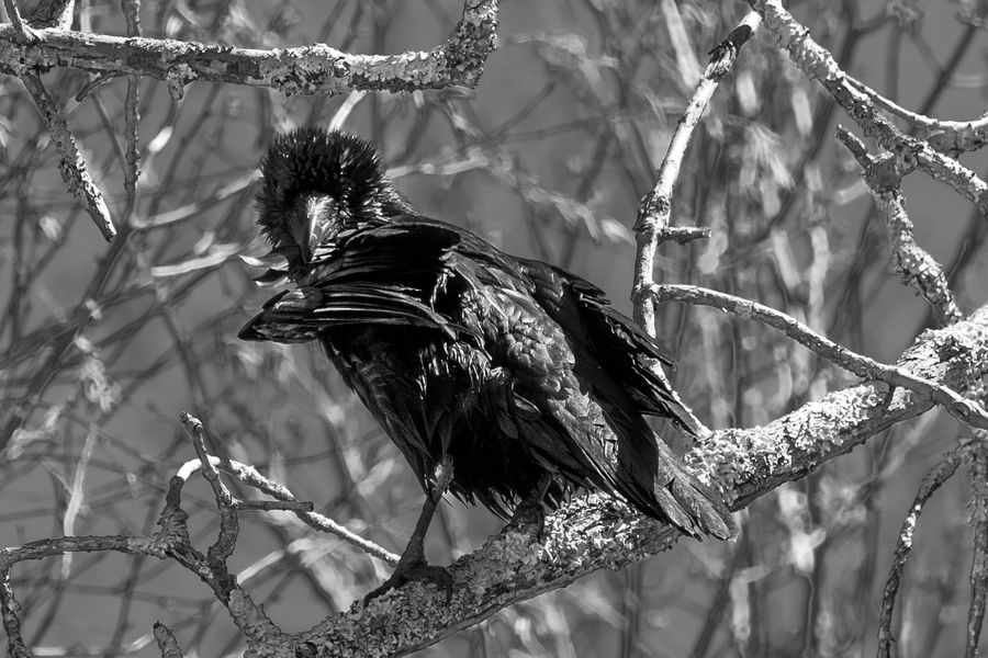 Common Raven, wet