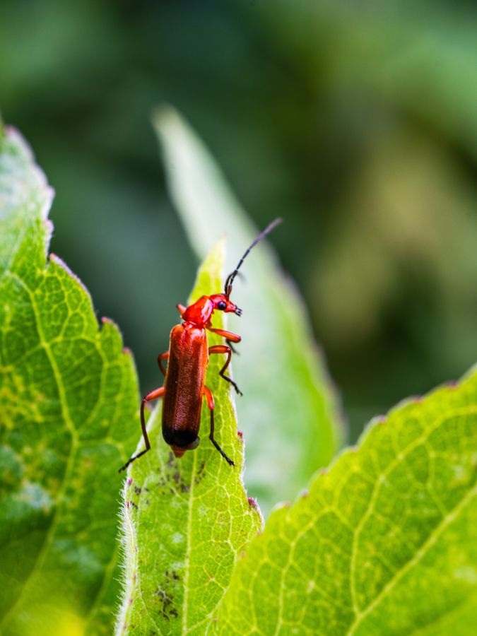 Common Red Soldier Beetle