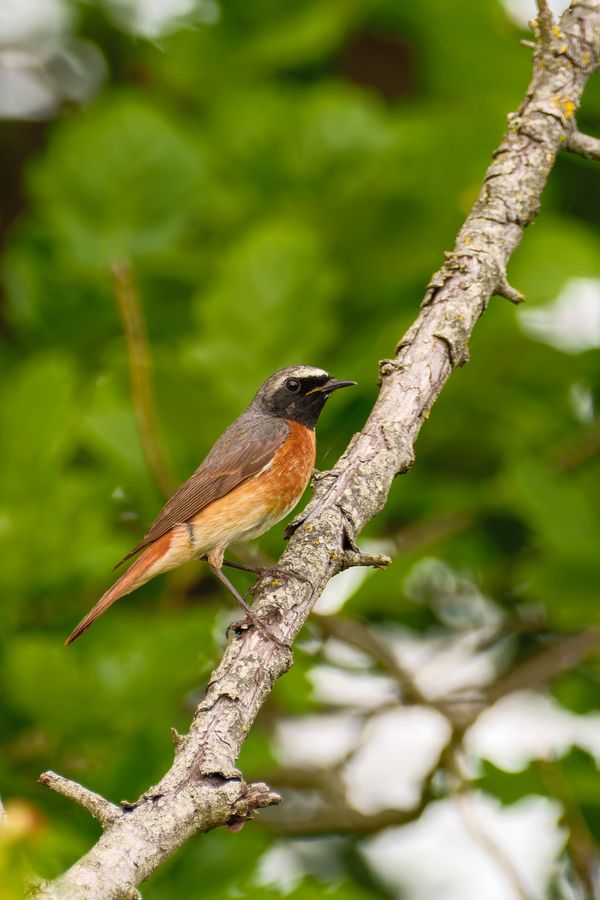 Common Redstart, male