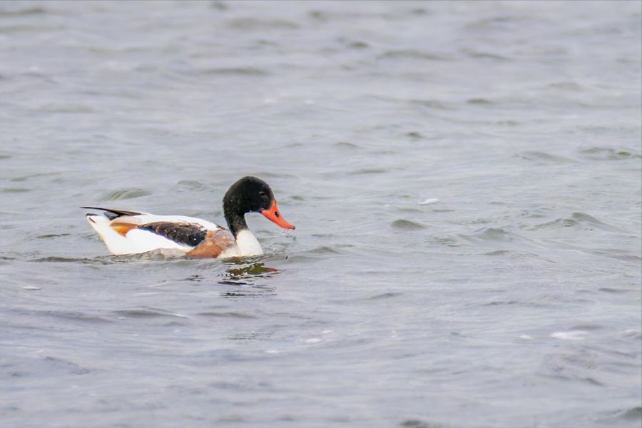 Common Shelduck