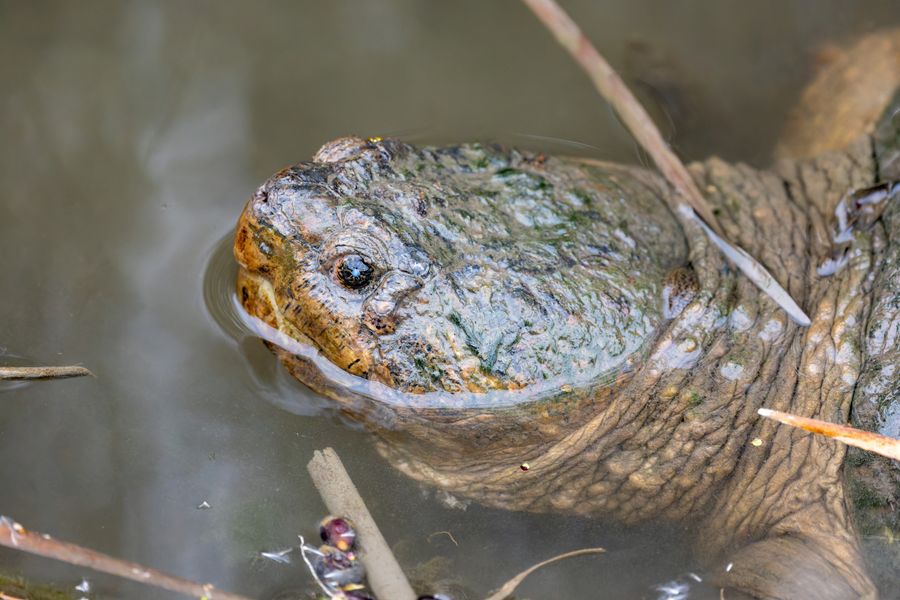 Common Snapping Turtle, close