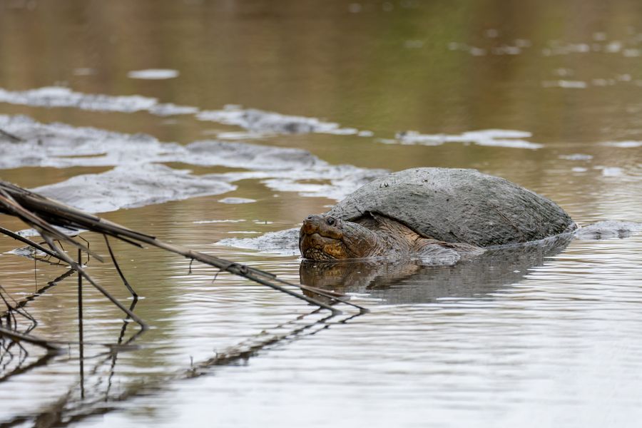 Common Snapping Turtle