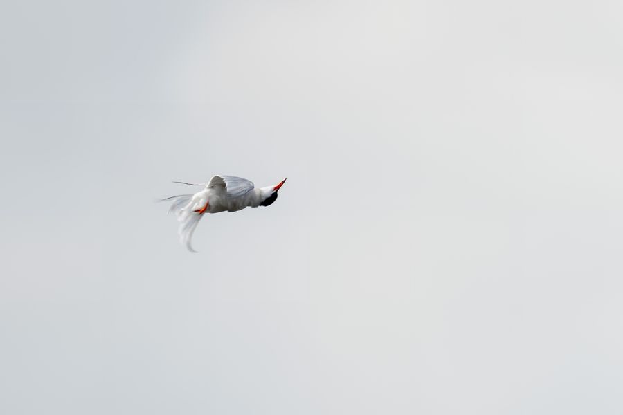 Common Tern, diving