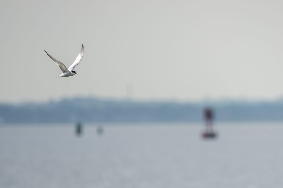 Common Tern over the bay
